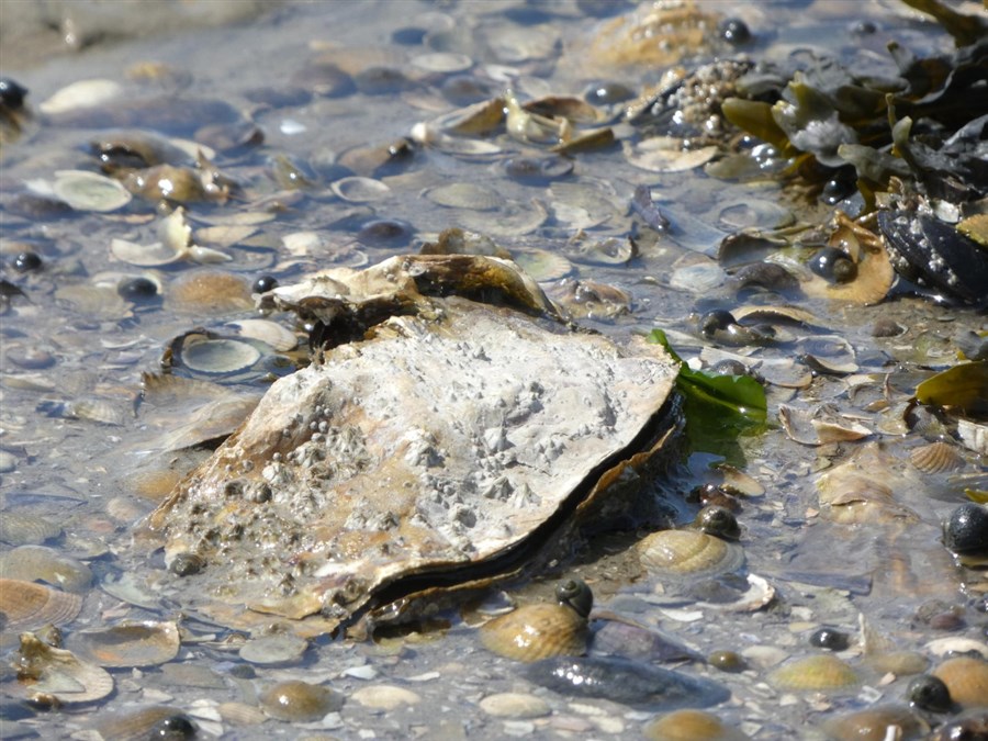 Bericht Noordzeeoverleg wijst twee gebieden van 50km2 voor oesterherstel aan bekijken